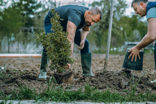 Best Tree Root Removal  in USA